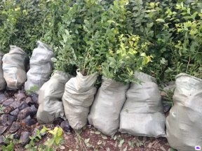 泰安國富苗木 廣東藍莓苗供應(yīng)、優(yōu)惠價格及種植技術(shù)指南