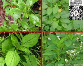 敗醬草種子價格、圖片及種植技術(shù)全解析——江蘇沭陽長景園林苗木場專業(yè)指南