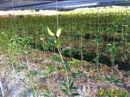 專業(yè)綠化苗木銷售與種植技術(shù)服務(wù)