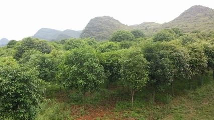 云南苗木種植優勢與技術咨詢指南