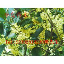 桂花飄香，家園添彩——半島苗木園藝綠化桂花樹苗種植技術全解析