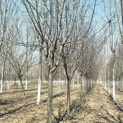 重慶6公分染井吉野櫻花價格解析及金山苗木種植技術咨詢