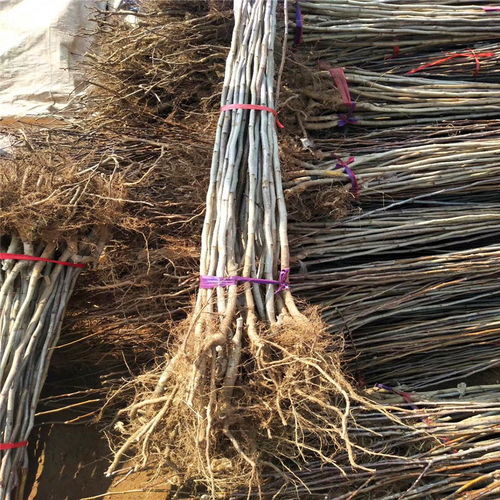 甜山楂樹苗種植技術(shù)與銷售電話全指南