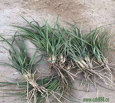 細葉與中葉麥冬 園林新寵的種植技術與市場前景