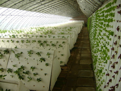 植物克隆技術與珍稀苗木繁育 現代高效農業的創新實踐