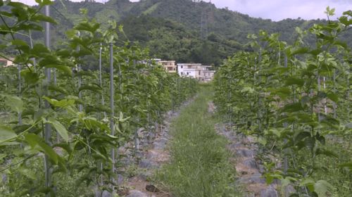 高良永豐共同種植約700多畝 今年預計產量與產值雙增收